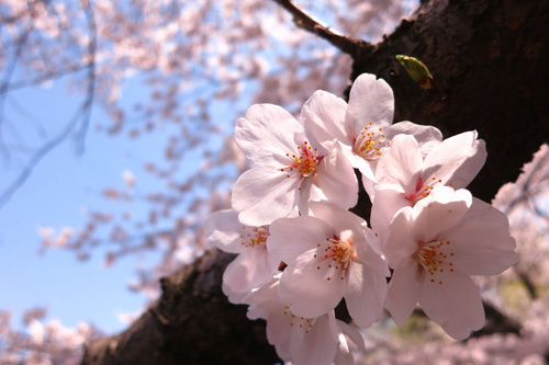 sakura_photo_01.jpg