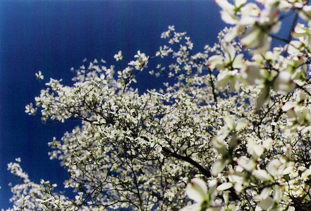 dogwood_01.jpg