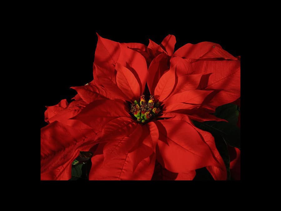 poinsettia_01.jpg