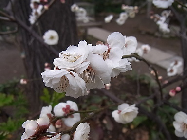 ume00047.jpg